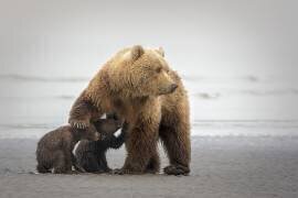 Family Time (Renee Doyle) - Muzeo.com