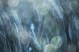 Fantastic Nature (Çiçek Kıral) - Muzeo.com