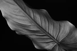 Femme (Santiago Pascual Buye) - Muzeo.com
