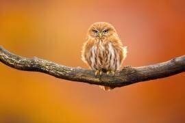 Ferruginous pygmy owl (Milan Zygmunt) - Muzeo.com