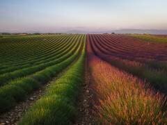 Field of lavender (Rostovskiy Anton) - Muzeo.com