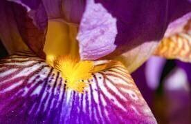 Firework of natural colours - Iris (Heike Jess) - Muzeo.com