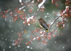 Première neige (Hong Chen) - Muzeo.com