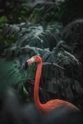 Flamant rose (Dayvee) - Muzeo.com