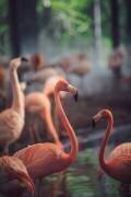 Flamant rose (Dayvee) - Muzeo.com