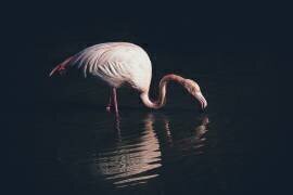 Flamant rose éclairé (Marco Tagliarino) - Muzeo.com