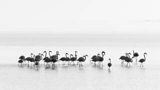 Flamants roses (Joan Gil Raga) - Muzeo.com