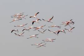 Flamants roses en vol (Natalia Rublina) - Muzeo.com
