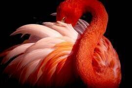 Flamingo (Makoto Nishikura) - Muzeo.com
