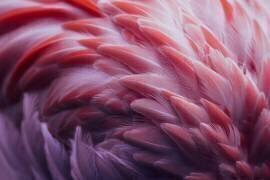 Flamingo (Angyalosi Beata) - Muzeo.com