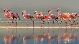 Flamingo (Phillip Chang) - Muzeo.com