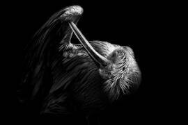 Flamingo (Hong Jing Chung) - Muzeo.com
