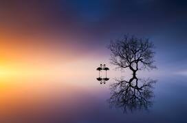 Flamingos in a lake with a tree (Bess Hamiti) - Muzeo.com