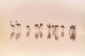 Flamingos in the mist (Jeffrey C. Sink) - Muzeo.com