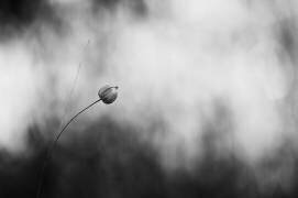 Le lin après la floraison (Lotte Gronkjar) - Muzeo.com