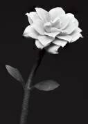 Fleur blanche (Anders Kustas) - Muzeo.com