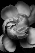 Fleur blanche (Francisco Ross) - Muzeo.com