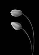 Fleurs Amour (Tony Xu) - Muzeo.com