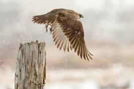 Flight against the snowstorm (Osamu Asami) - Muzeo.com