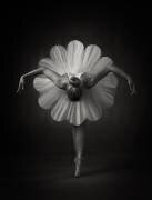 Floral Ballet (Catchlight Studio) - Muzeo.com