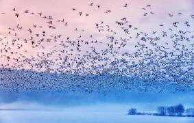Flying in the fogging morning (Rob Li) - Muzeo.com