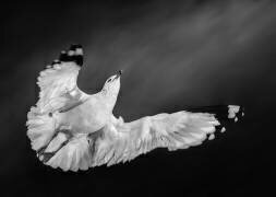 Flying towards the Sun II (Kenneth Zeng) - Muzeo.com