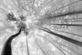 Fog in the treetops (Tom Pavlasek) - Muzeo.com