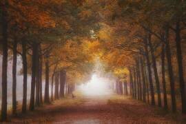 Foggy autumn dream (Saskia Dingemans) - Muzeo.com