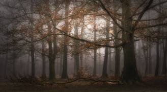 Foggy memory  of the past (Saskia Dingemans) - Muzeo.com