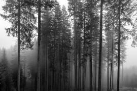 Foggy Morning in the Forest (Michael) - Muzeo.com