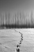 Footprint of Dream (Behnam Khoshbaten) - Muzeo.com