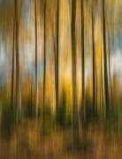 Forêt d'automne tremblante (Christian Lindsten) - Muzeo.com