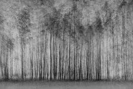 Forêt impénétrable (Roswitha Schleicher-Schwarz) - Muzeo.com