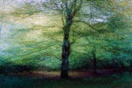 Forest (Marco Antonio Cobo) - Muzeo.com