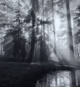 Forest (Leon U) - Muzeo.com