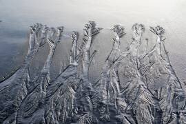 Forest drawn by the water (Bodo Balzer) - Muzeo.com