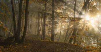 Forest Light (Norbert Maier) - Muzeo.com