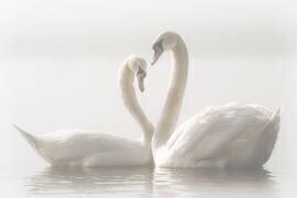 Forever (Monika Schwager) - Muzeo.com
