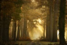 Forever Forest (Ellen Borggreve) - Muzeo.com