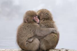 Forever Friends (Takeshi Marumoto) - Muzeo.com