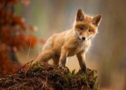 Fox (Robert Adamec ) - Muzeo.com