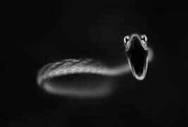 Frappe du serpent de vigne (Thomas Haney) - Muzeo.com