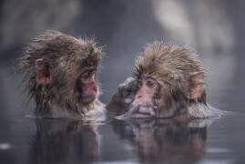 Friends (Takeshi Marumoto) - Muzeo.com