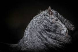 Frison ; Friesian Horse. Portrait of a stallion against a black background (Juniors) - Muzeo.com