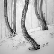 Frozen Forest (Martin Rak) - Muzeo.com