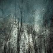 Frozen frost wood (Gilbert Claes ) - Muzeo.com