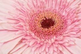 Gerbera (Marie-anne Stas) - Muzeo.com