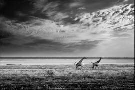 Girafes courant sur le Pan d'Etosha - Namibie (Philippe-Alexandre Chevallier) - Muzeo.com
