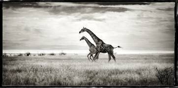 Girafes réticulées dans la savane du PN d'Etosha en Namibie (Philippe-Alexandre Chevallier) - Muzeo.com