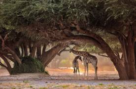 Giraffe - Namibia (Giuseppe Damico) - Muzeo.com